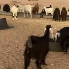 معزاء عوارض