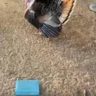 دجاج رومي القنفذه القوز