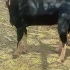 تيس فحل احو