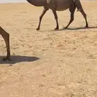 صفرا لقحه شبب