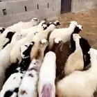 رخال تربيه