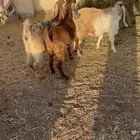 معزا جذعات عوارض صفر 3مجنوي