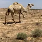 جمل رباع