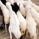 رخال تربيه