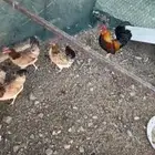 دجاج عربي ترثه