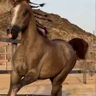 حصان شعبي