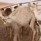 للبيع حشو كفوو