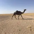 ضروبه