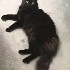 بسه سوده كبيره فيها طوق اسود بجرس ضايعه