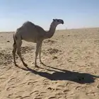 قعود باتلي