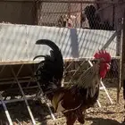 ديكه بلدي اصيل انتاج فاخر ماشاءالله تبارك الله