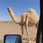 للبيع