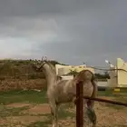 خيل عربيي كفوو كفوو