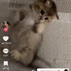 مين عنده مثل ذي للتبني  عمرها شهرين