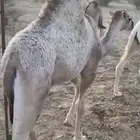 قعدان لباني على الحليب