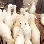 رخال حري ورفيدي
