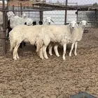 رخال صنف الصنف   دفيع
