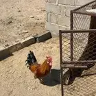 ديك للبيع الحجم ممتاز انتاج ثقه العمر سنه وشوي