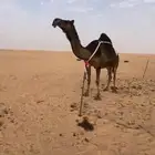 عشرا