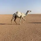 عشرا