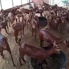 معزاء