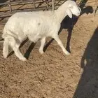 حريه رخله ذبيحة ثلاجة طيبه 4شهور