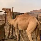 ناقه لحقه 11 شهر