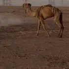 للبيع الضريبه