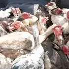 بط بلدي القنفذه القوز