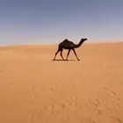 بكره
