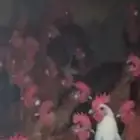 ديوك بلدي وفيومي