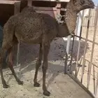 بكره