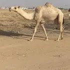 بكره ثنيه ضريبه مشروطه