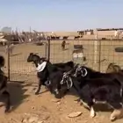 تيوس للبيع   تم البيع