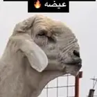 مشاريع فحول صنف الاعمار من 3 شهور الى 6
