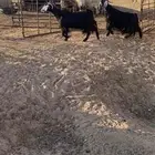 معزا عوارض طيبات خصم 2