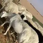 غنم حريات للبيع
