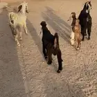 معزاعارضيه ومشروكه رغايث عياله ذبايح سن وديد وروم 2