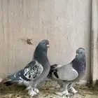 حمام تركي