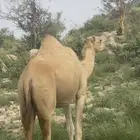 ابل نياق جنب للبيع