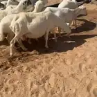 غنم رفيد