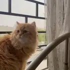 تبني