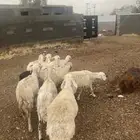 غنم حري