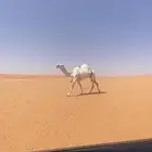 ضروبه