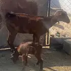 شاه دهما يتبعها جفر  نمره العرضيات