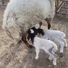 نعجة مطفل توم وروم وسن وديد