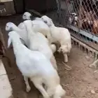 7خرفان