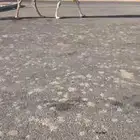 عشراء تحتها بكره ثالثها شاق في راسها سليمه شرط وشكل فل