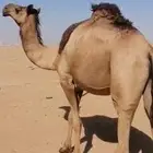 بكره ثنيه مقد والدة
