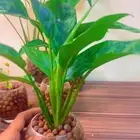 نباتات رخيصه للمكاتب والمنازل مائيه